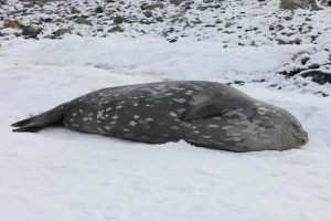 Weddell Seal Seal Facts And Information   Weddell 624 300x200 