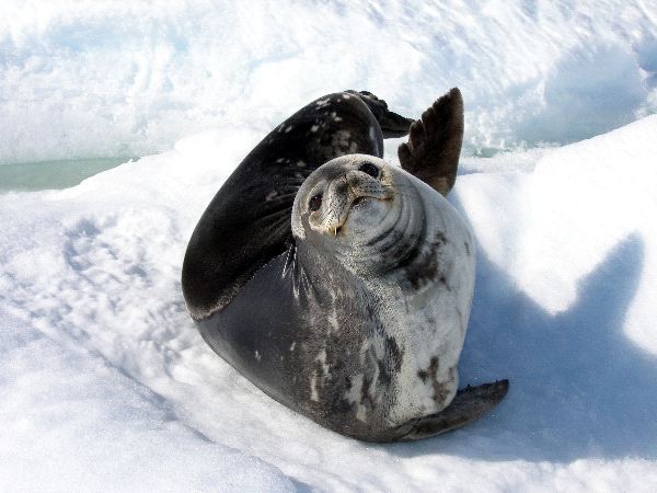 Weddell Seal Watching the Camera - Seal Facts and Information